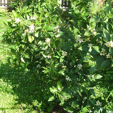 Daire Vacation Lucija *