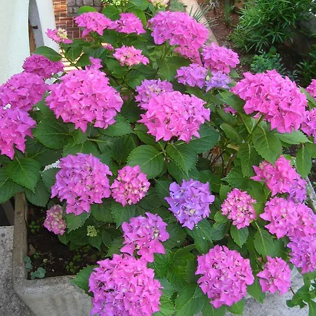 Vacation Lucija Apartmán